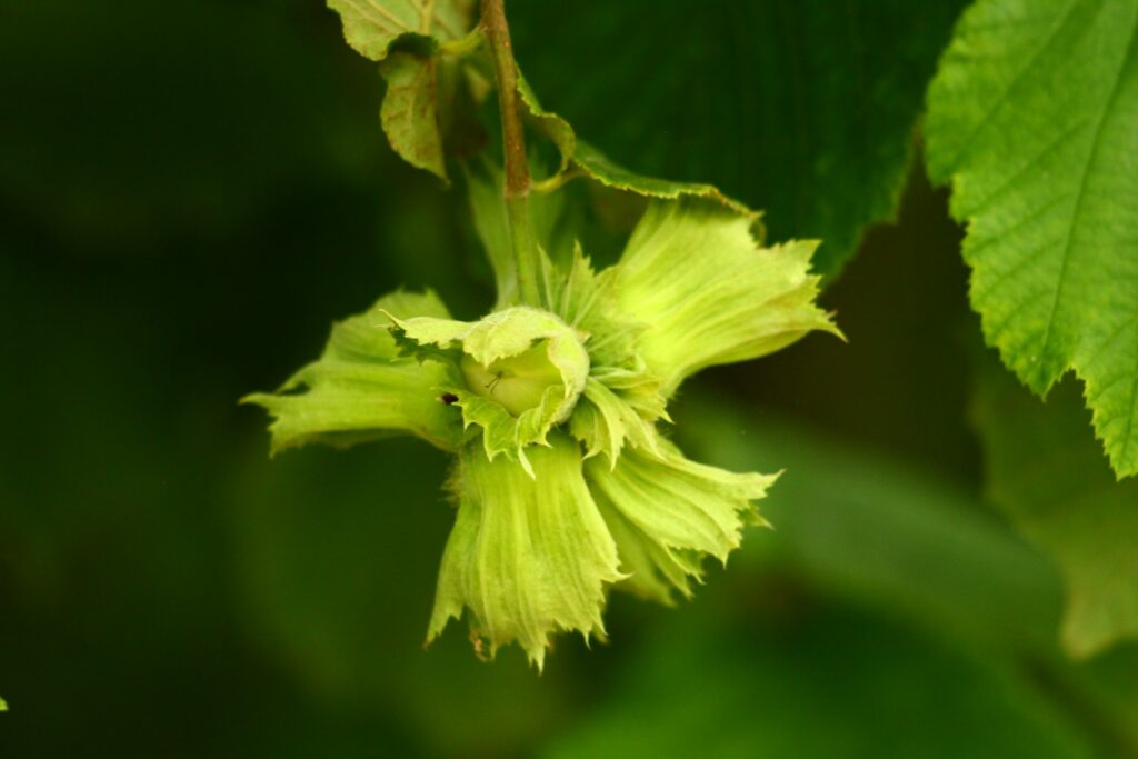 A green hazelnut is shown on a branch.