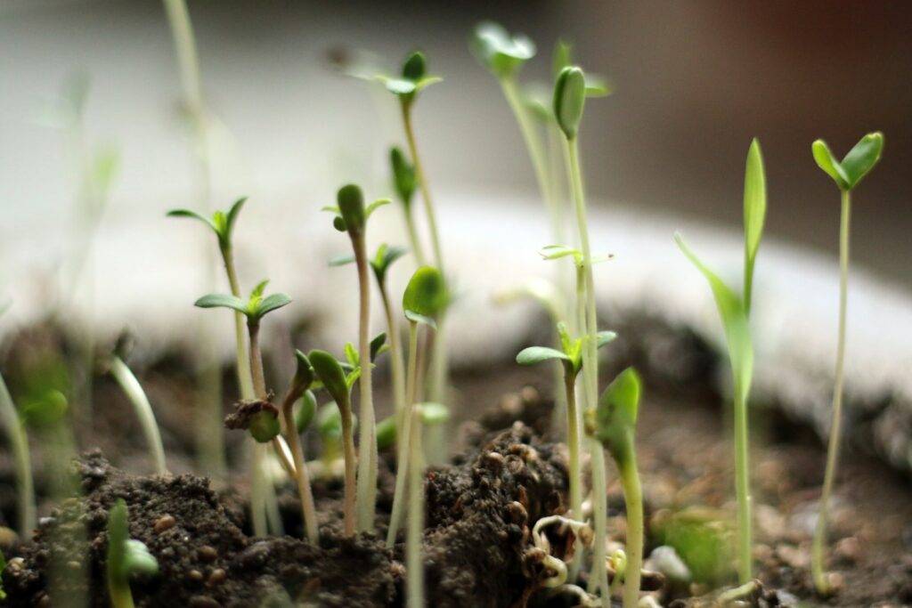 A close up of small plants growing in dirt