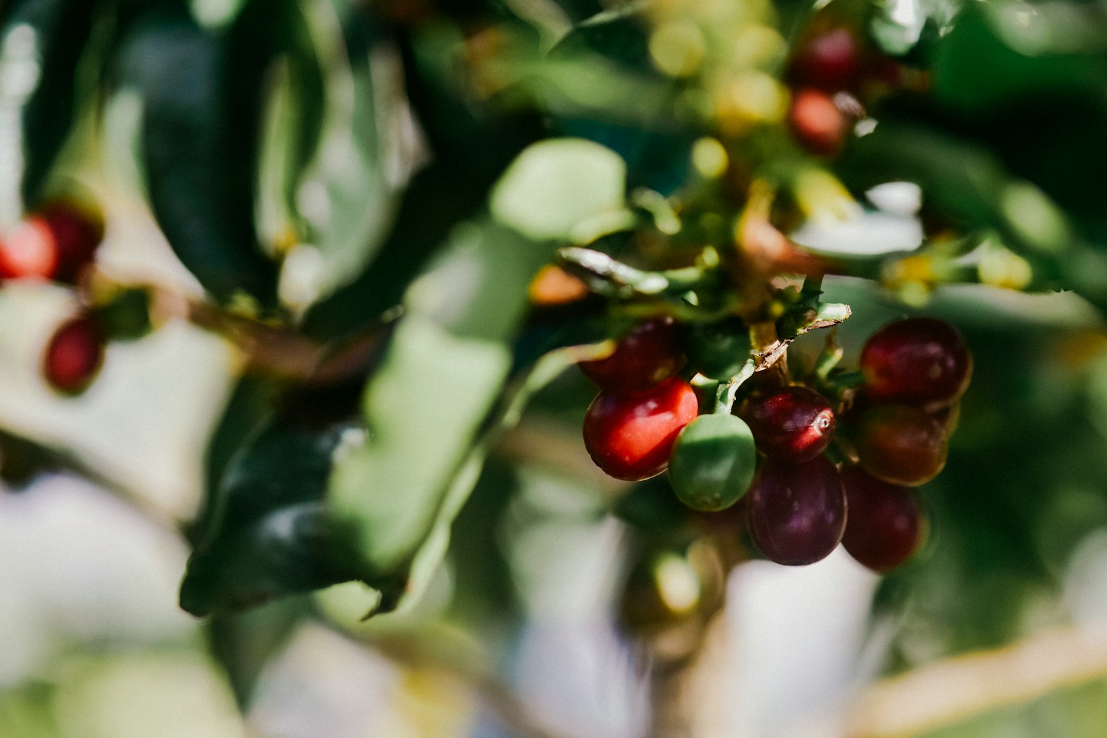 red round fruits in tilt shift lens